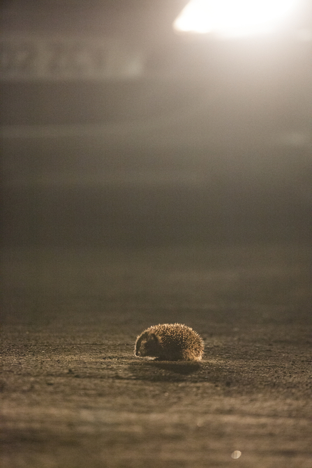 Hedgehog