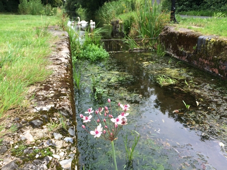 Newport Canal