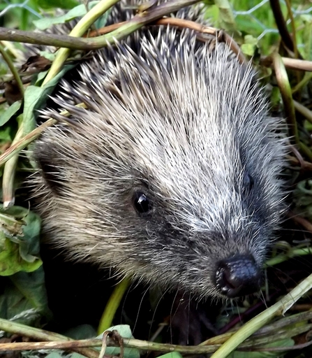 Hedgehog in grass