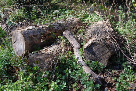 Wood pile