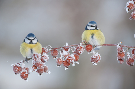 Blue tits, winter