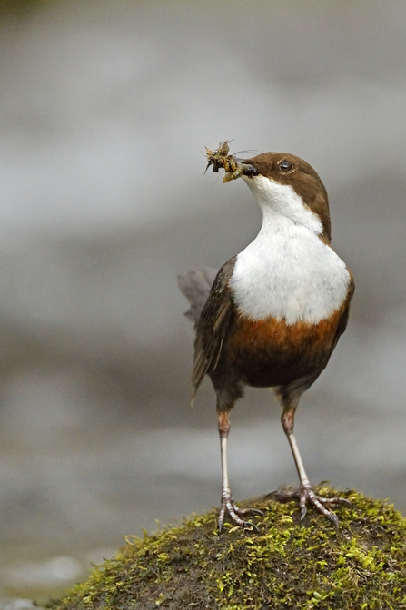 Dipper