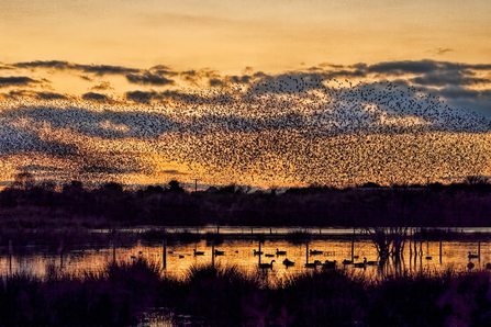 Starling murmuration