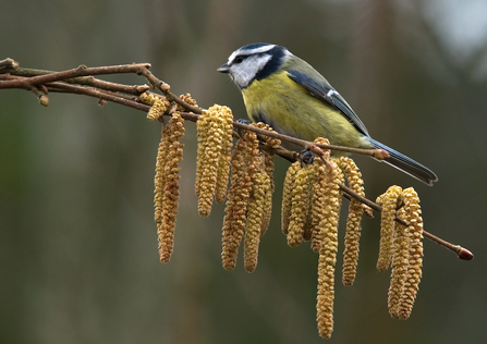 Catkin Blue Tit