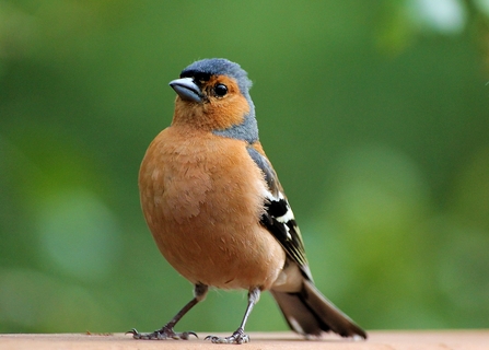 Chaffinch