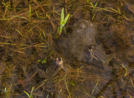 Frog spawn