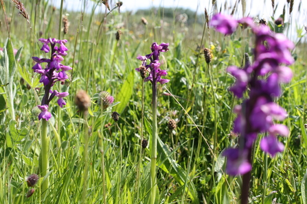 Green winged orchid venus pools