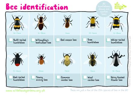 Bee ID Sheet