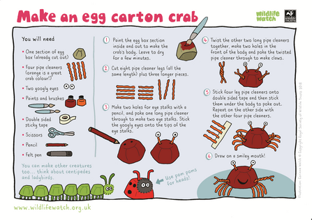 Egg carton creature