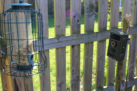 Bushnell nature view at feeder