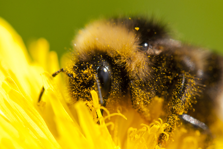 Bumblebee on dandelion