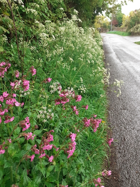 Campion road verge