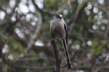 Long tailed tit