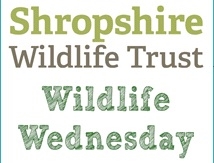 Wildlife Wednesday logo