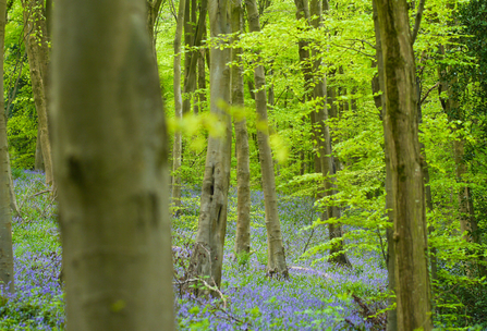 Bluebell wood