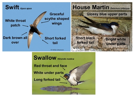 House Martin, Swift, Swallow