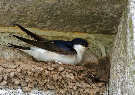 House Martin