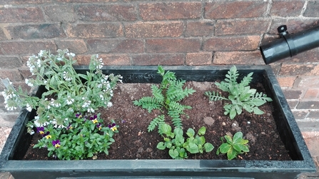 DePaveUK Planter beneath downpipe - Shropshire Wildlife Trust image