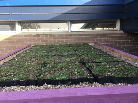 DePave: green roof on shipping container at Sutton Hill