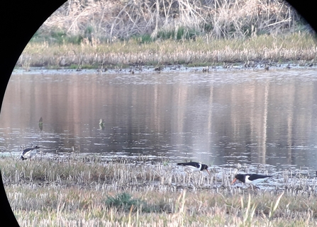 Oystercatcher