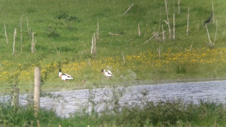 Shelducks and chicks