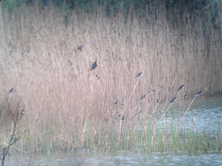 Swallows