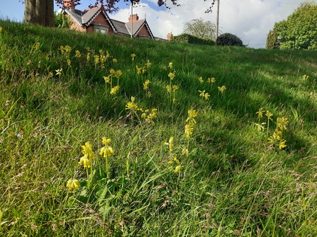 Police station cowslips