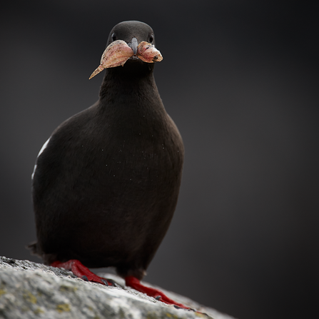 Black quillemot