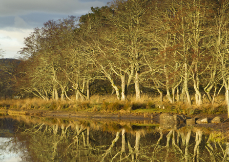 Alder alongside river