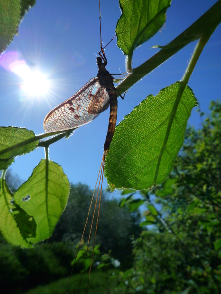 Mayfly