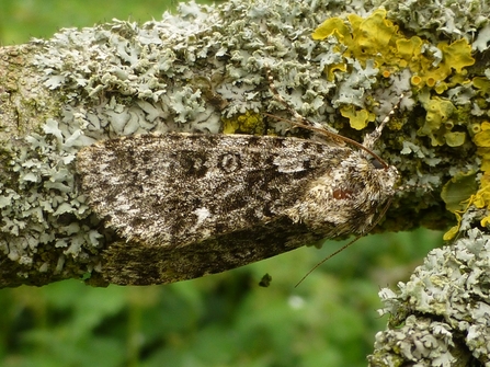 Poplar grey moth