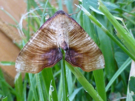 Scorched wing moth