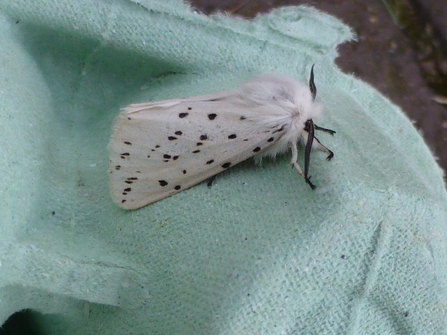 White ermine moth