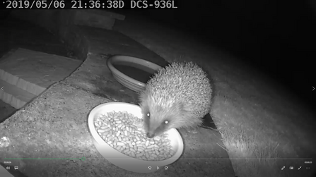 Little Wenlock Hedgehog