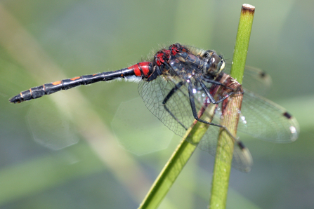 White faced darter