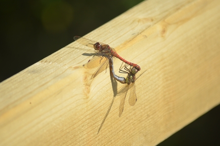 Common Darter Birch Road Pond