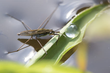 Pond skater