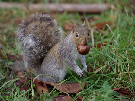 Grey squirrel