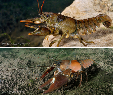 Crayfish