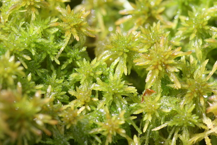 Sphagnum moss