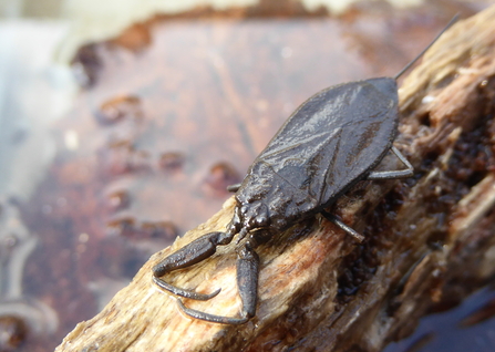 Water scorpion