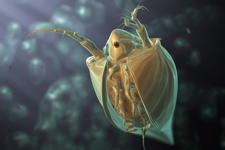 Water flea 3d