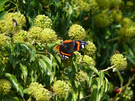 Admiral Ivy flower