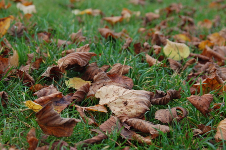 Autumn leaves on grass