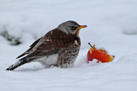 Fieldfare