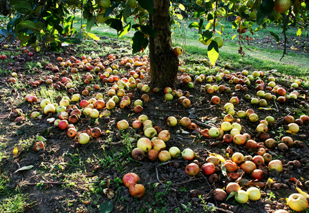 Windfall apples