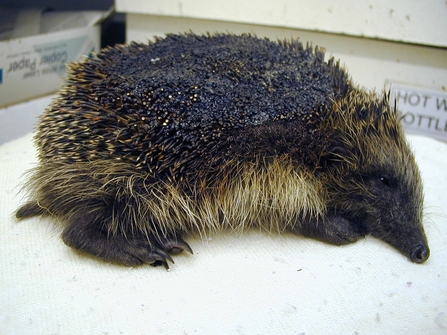 Burnt hedgehog