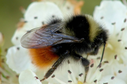 Bilberry bumble JPEG