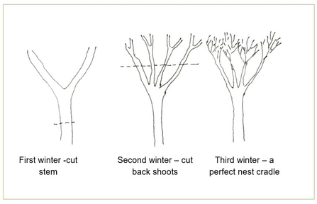 Winter pruning