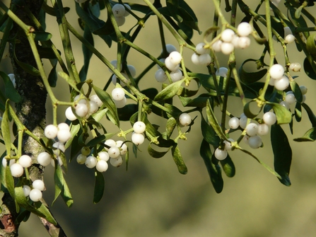 Mistletoe